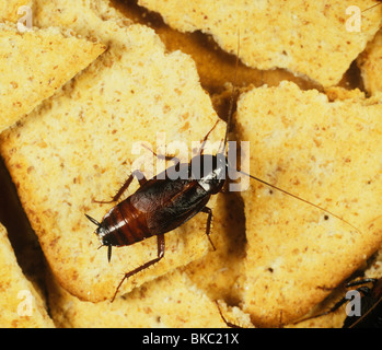 Blatte orientale (Blatta orientalis) mâle sur les biscuits Banque D'Images