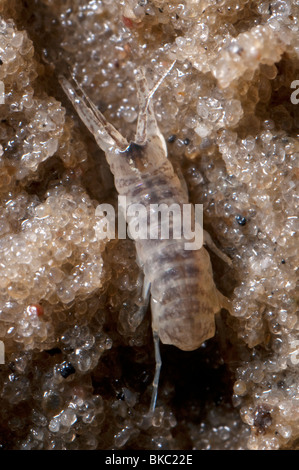 Crevettes fouisseuses (Corophium volutator) dans le sable. Banque D'Images