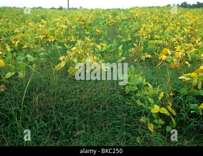 Bermuda Grass (Cynodon dactylon) Mauvaises herbes annuelles dans une très faible récolte de soja, Caroline du Nord. Banque D'Images