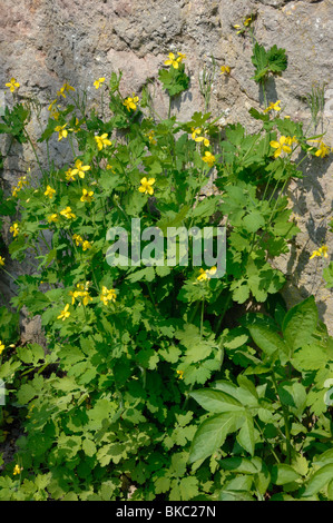Une plus grande chélidoine (Chelidonium majus), plante à fleurs devant un mur. Banque D'Images