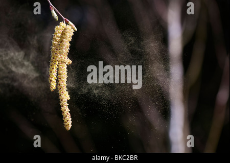 Le Betula utilis jacquemontii jermyn. Les chatons de bouleau de l'himalaya la libération du pollen. Banque D'Images