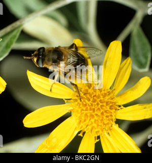 Eristalis tenax (fly drone) adulte sur une fleur jaune Compositae Banque D'Images