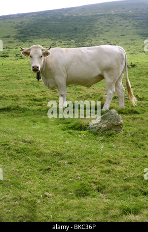 L'alimentation des bovins vaches beige sur l'herbe verte prairie otudoor Banque D'Images