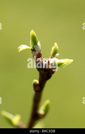 La croissance de printemps sur apple tree Banque D'Images