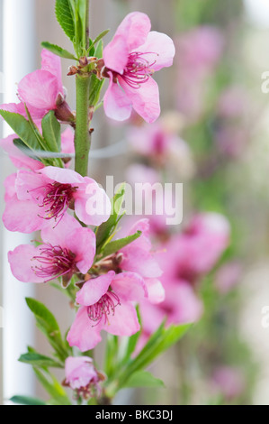 Prunus persica. Peach faucon fleur fleur Banque D'Images