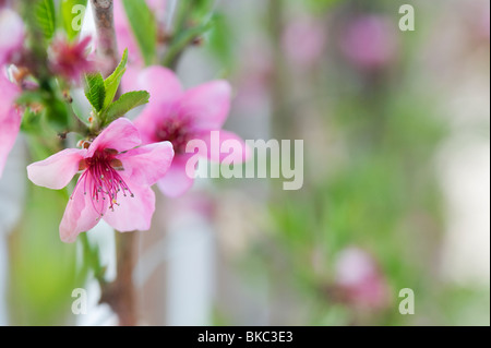 Prunus persica. Peach faucon fleur fleur Banque D'Images