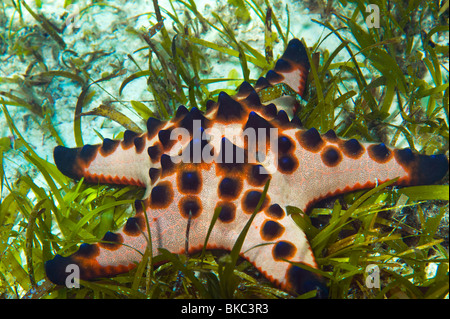 Pépites de chocolat géante dite nodulaire Seastar étoiles étoile de mer à cornes Protoreaster nodosus REEF sauvage faune life sea diver dive sealife Banque D'Images