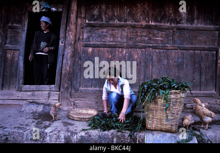 Ze Latso um rss les algues de Lugu lake à ses poules, un âne, et des vaches. Mo Suo de personnes vivent le long du lac LuGu, Yunnan province Banque D'Images