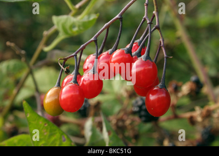 (Douce-amère Solanum dulcamara : Solanaceae), dans le secteur des fruits, au Royaume-Uni. Banque D'Images