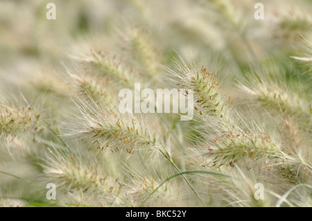 Actaeon (Pennisetum villosum herbe) Banque D'Images