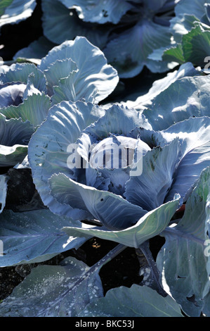 Chou rouge (Brassica oleracea var. capitata f. rubra) Banque D'Images