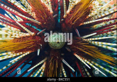 Le double de l'oursin bagués Malapascua Echinothrix calamaris diadem Cebu Philippines cloaque REEF sauvage faune life sea seal Banque D'Images