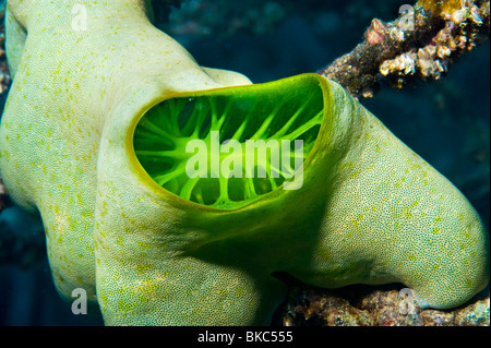 Barrière de corail éponge vert sous l'EAU DU TUBE sous l'eau l'eau sous-marines des îles de Malapascua désert sauvage de coraux coraux mous Banque D'Images