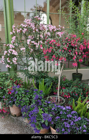 Laurier-rose (Nerium oleander), fuchsia (fuchsia) et héliotropes (heliotropium) Banque D'Images