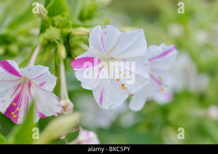 Merveille de Pérou (mirabilis jalapa) Banque D'Images