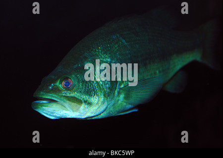 L'achigan à grande bouche, Micropterus salmoides, captive Banque D'Images