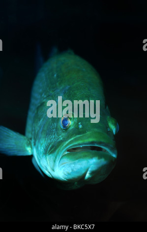 L'achigan à grande bouche, Micropterus salmoides, captive Banque D'Images