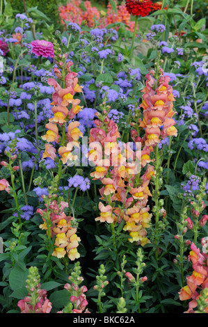 Muflier (Antirrhinum majus) et (floss flower Ageratum houstonianum) Banque D'Images