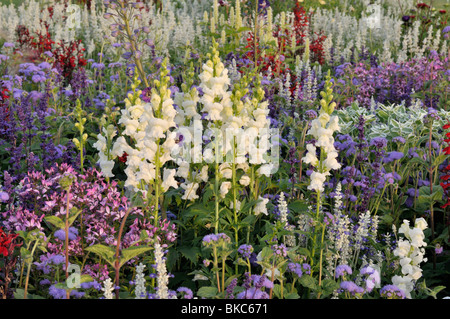 Muflier (Antirrhinum majus), (floss flower Ageratum houstonianum) et l'araignée la fleur (tarenaya hassleriana 'señorita rosalita' syn. cleome Banque D'Images