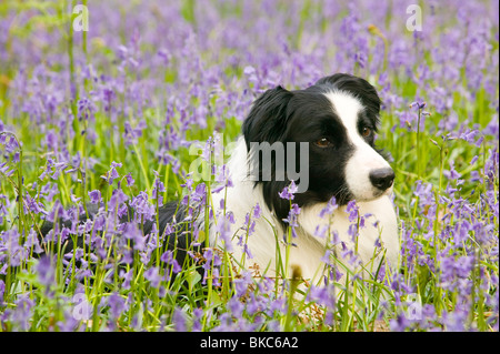 Un Border Collie chien dans jacinthes dans le Lake District UK Banque D'Images