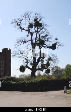 'Hampton Court Palace' Le Roi Henry VIII Banque D'Images