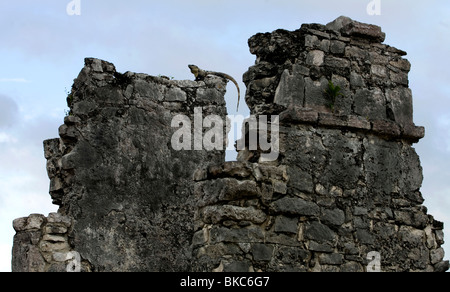 Un iguane de soleil dans l'ancienne ville maya de Tulum au Mexique, péninsule du Yucatan Banque D'Images