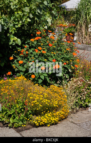 Tournesols mexicains (Tithonia rotundifolia) et les œillets d'Inde (Tagetes) Banque D'Images