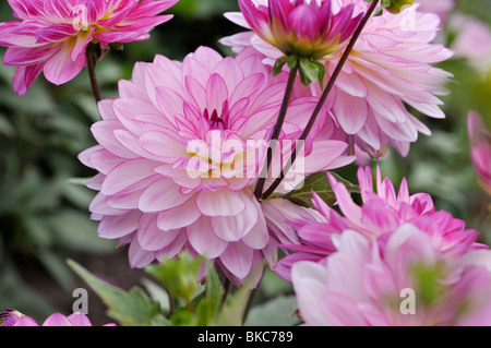 Le dahlia (Dahlia nénuphar oriental dream) Banque D'Images