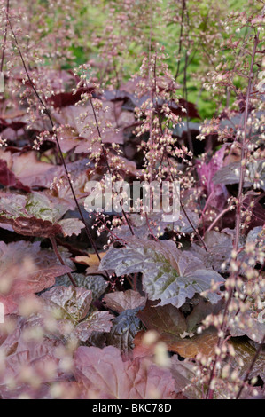 Suceur plat (alumroot Heuchera micrantha 'Palace Purple') Banque D'Images