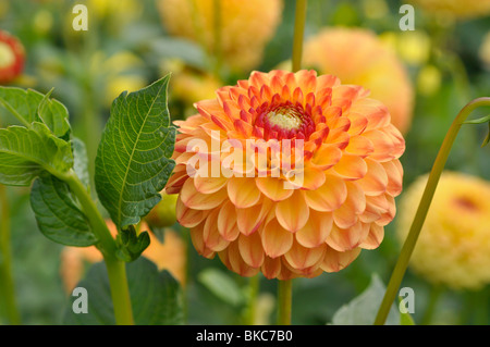 Le dahlia (Dahlia pompon sunny boy) Banque D'Images