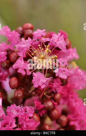 Crape myrtle (Lagerstroemia indica 'nana Lavender') Banque D'Images