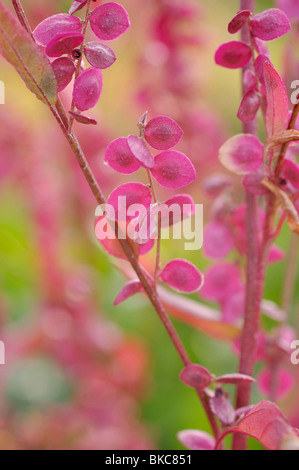 Jardin rouge arroches (Atriplex hortensis var. rubra) Banque D'Images