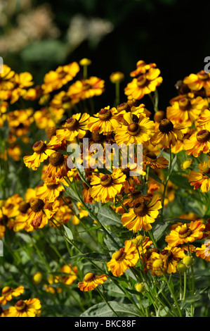 Sneezeweed helenium (rauchtopas) Banque D'Images