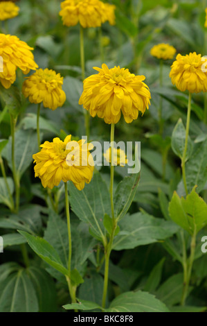 Cône à feuilles découpées (fleur rudbeckia laciniata 'goldquelle') Banque D'Images