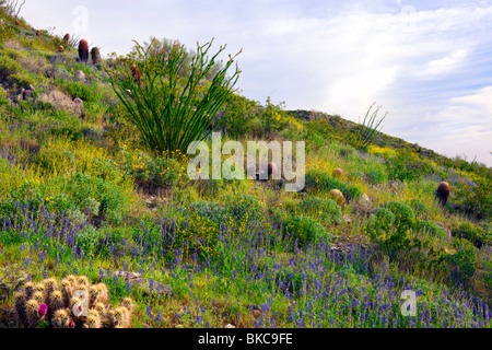 Fleurs de printemps dans le désert de Sonora d'Arizona réservoir blanc montagne Parc Régional. Banque D'Images