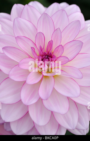 Le dahlia (Dahlia nénuphar oriental dream) Banque D'Images