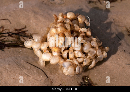 Cas d'oeufs (Buccinum undatum Buccin commun), lavé à terre. Banque D'Images