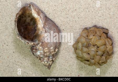 Cas d'oeufs coquille et buccin Buccinum undatum (commune) sur le sable de la plage. Banque D'Images