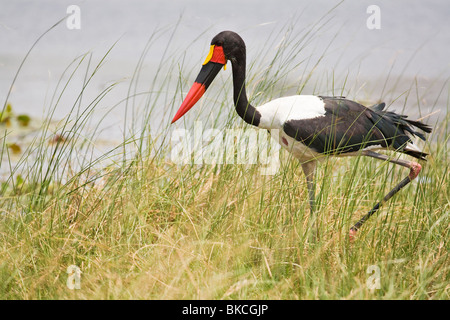 Saddle-billed stork Banque D'Images