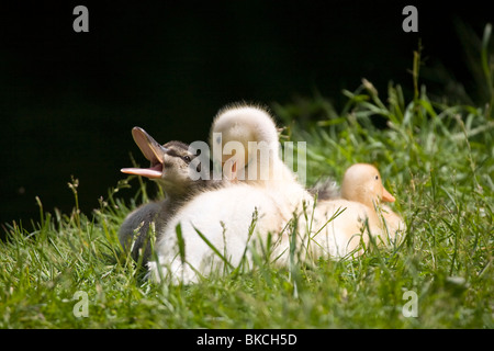 jeunes canards colverts Banque D'Images