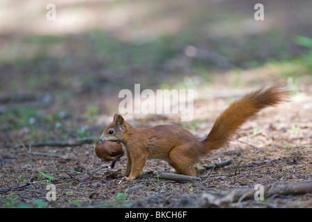 écureuil roux Banque D'Images
