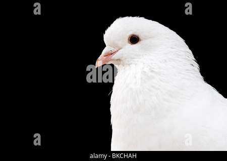 pigeon blanc Banque D'Images