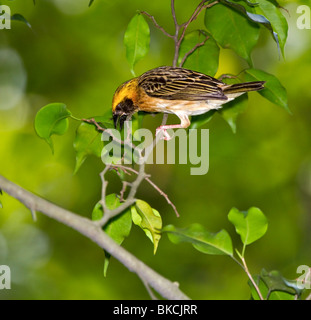 Baya Weaver (Ploceus philippinus) mâle en plumage nuptial Banque D'Images