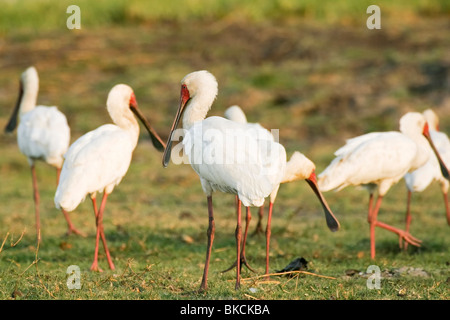 Spatules africaines Banque D'Images