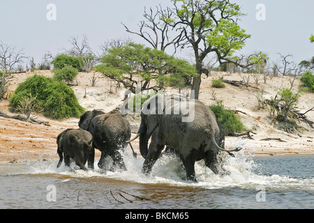 Les éléphants d'Afrique Banque D'Images