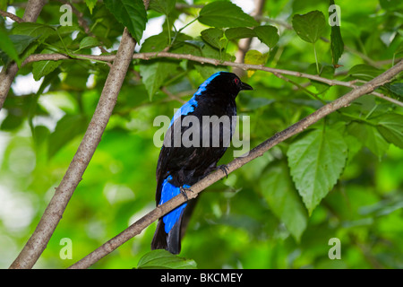 Fée asiatique-bluebird, Irena puella, homme Banque D'Images