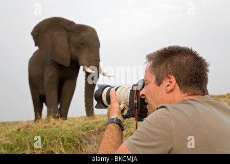 Tourisme et de l'Eléphant d'Afrique Banque D'Images