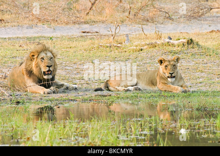 lionne Banque D'Images