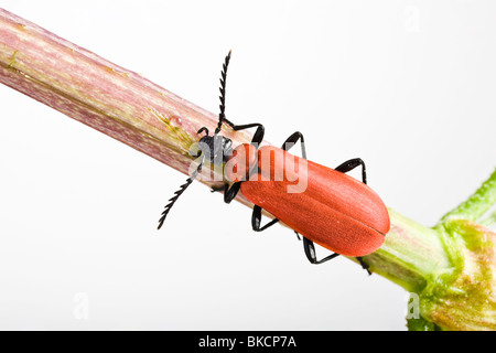 Le Cardinal beetle (Pyrochroa coccinena) Banque D'Images