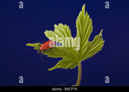 Le Cardinal beetle (Pyrochroa coccinena) Banque D'Images